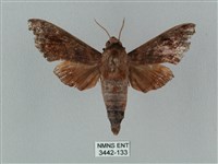 藏品(姬缺角天蛾)的圖片