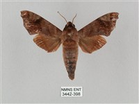 藏品(姬缺角天蛾)的圖片