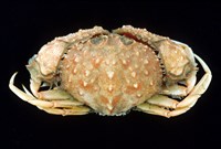 藏品(短刺筐形蟹)的圖片