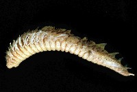 藏品(梯斑海毛蟲)的圖片