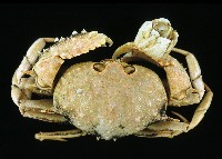 藏品(短刺筐形蟹)的圖片