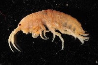 藏品(太平洋寬跳鉤蝦)的圖片