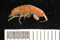 藏品(新種沙蚤鉤蝦)的圖片