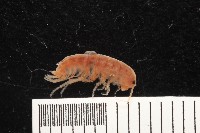 藏品(新種沙蚤鉤蝦)的圖片