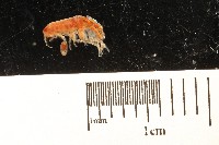 藏品(新種沙蚤鉤蝦)的圖片