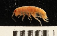 藏品(新種沙蚤鉤蝦)的圖片