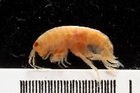 藏品(新種沙蚤鉤蝦)的圖片