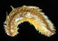 藏品(梯斑海毛蟲)的圖片