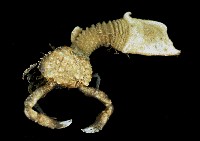 藏品(司氏鎧茗荷)的圖片