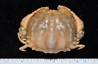 藏品(小型饅頭蟹)的圖片