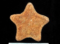 藏品(中華五角海星)的圖片