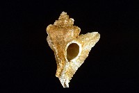 藏品(三角芭蕉螺)的圖片