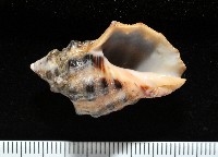 藏品(新種岩螺)的圖片