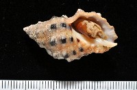 藏品(新種岩螺)的圖片