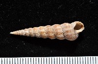 藏品(火燄海螄螺)的圖片