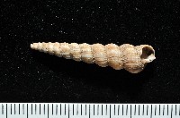 藏品(火燄海螄螺)的圖片