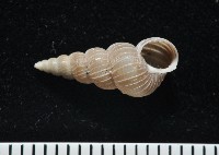 藏品(銹底海螄螺)的圖片