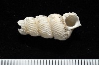 藏品(新種綺螄螺)的圖片