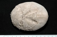 藏品(心形海壺)的圖片