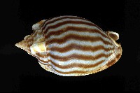 藏品(條紋鬘螺)的圖片
