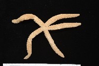 藏品(蓋丁指海星)的圖片