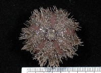 藏品(褐駝海膽)的圖片