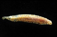 藏品(未知種磯沙蠶)的圖片