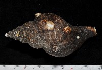 藏品(蝦夷峨螺)的圖片