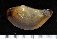 藏品(臺灣鱉甲彎錦蛤)的圖片