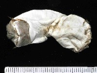 藏品(不倒翁蟲)的圖片