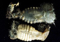 藏品(不倒翁蟲)的圖片