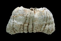藏品(桶冠鯨藤壺)的圖片