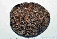 藏品(易碎脆心形海膽)的圖片