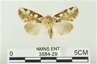 藏品(連珠波紋蛾)的圖片