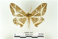 藏品(樹形尺蛾)的圖片