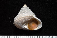 藏品(白鐘螺)的圖片