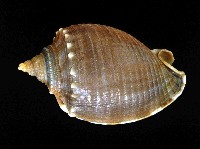 藏品(灰鬘螺)的圖片