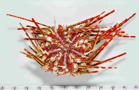 藏品(多形浪腔海膽)的圖片