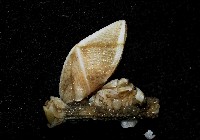 藏品(紋大茗荷)的圖片