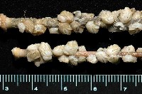 藏品(貝雕吻花籠)的圖片