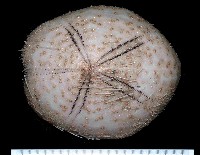 藏品(大脆心形海膽)的圖片