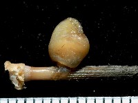 藏品(小擬茗荷)的圖片