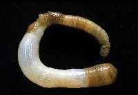 藏品(斯氏盾管星蟲)的圖片