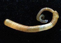 藏品(未知種盾管星蟲)的圖片