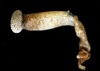 藏品(刷狀襟管星蟲)的圖片