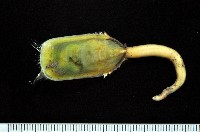 藏品(鴨嘴海豆芽)的圖片