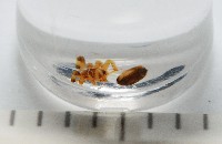藏品(斑點微姬蜘)的圖片