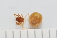 藏品(新種寄居姬蜘)的圖片