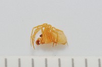 藏品(黃克羅蛛)的圖片