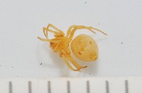 藏品(黃克羅蛛)的圖片